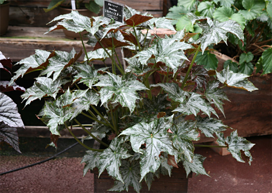 B. ‘Silver Star’